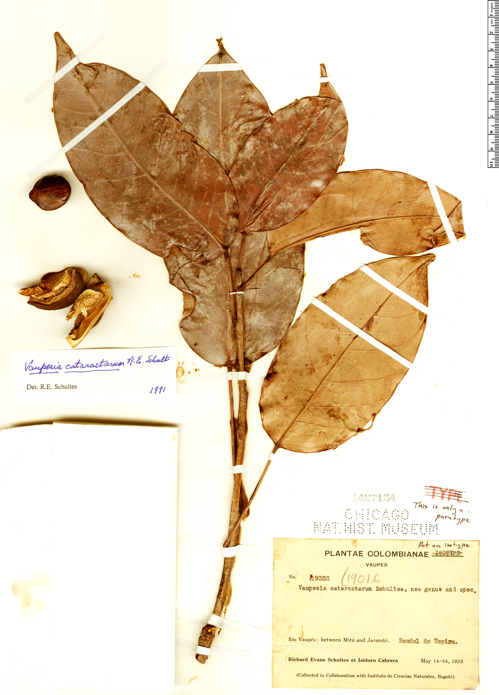 Vaupesia cataractarum (Cataract vaupesia) — photo