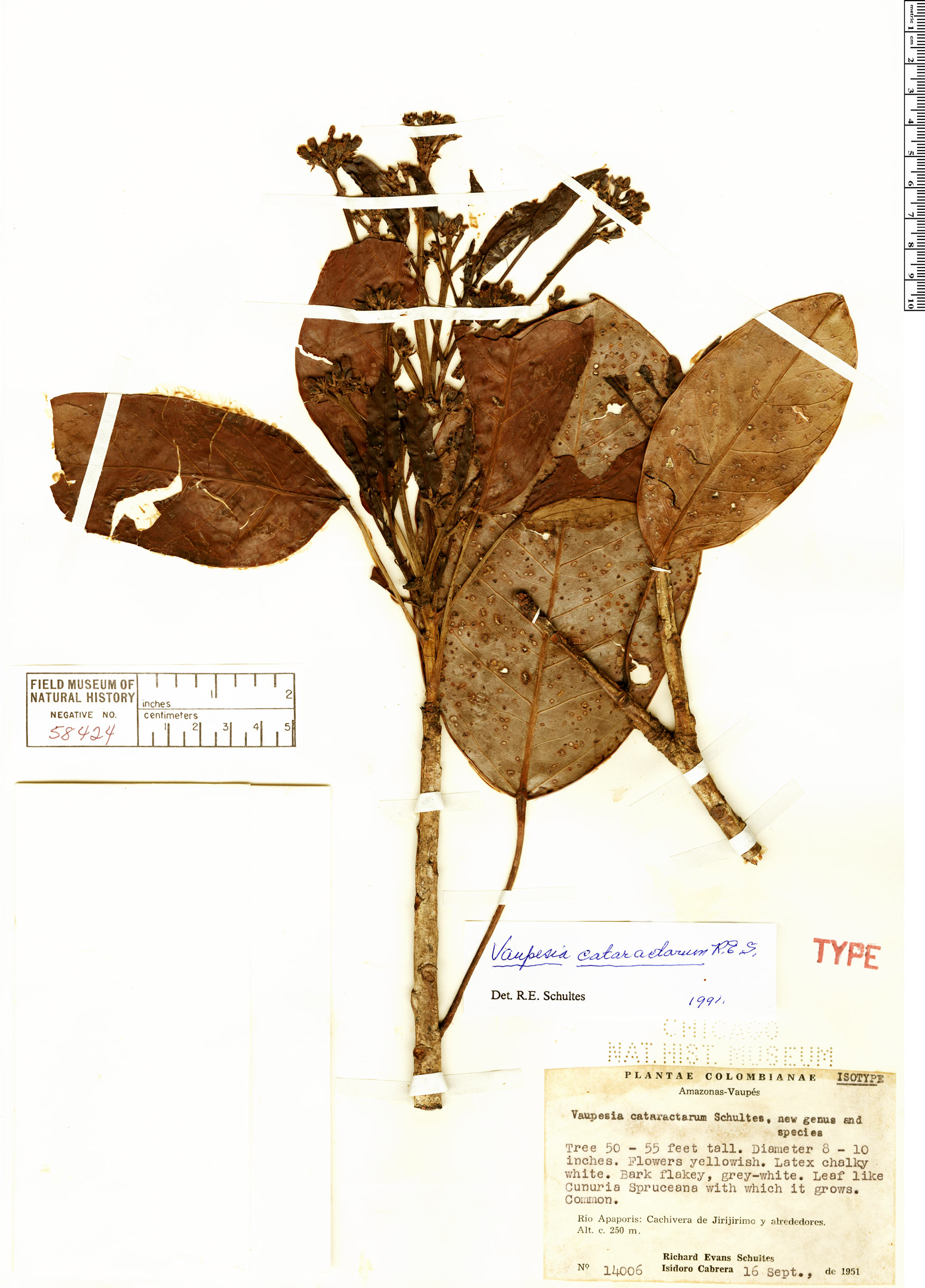 Vaupesia cataractarum (Cataract vaupesia) — photo