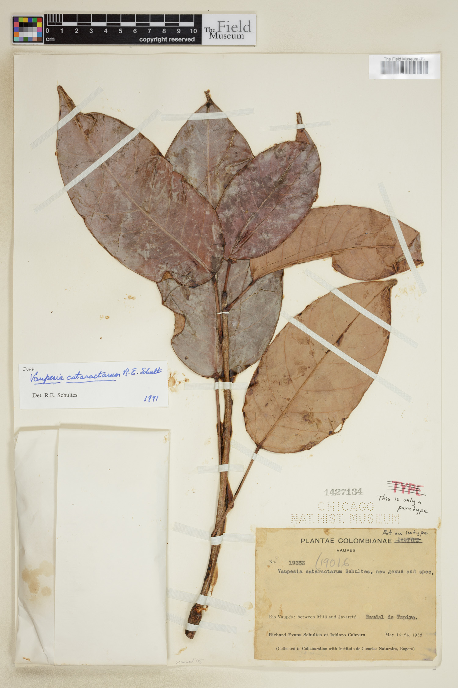 Vaupesia cataractarum