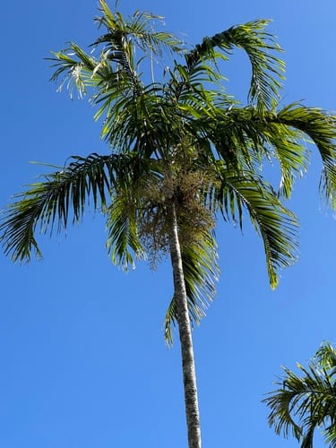Veitchia arecina (Arecina palm) — photo