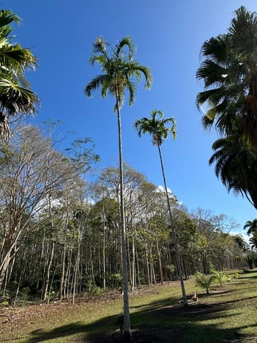 Veitchia arecina (Arecina palm) — photo