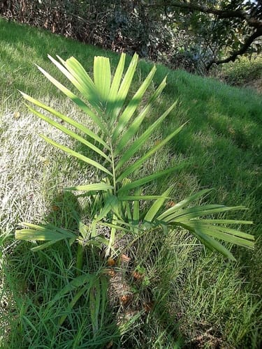 Veitchia joannis (Niusawa) — photo