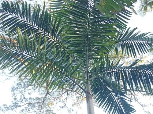 Veitchia spiralis (Kajewskia palm) — photo