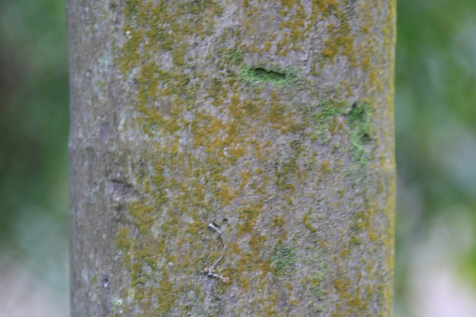 Veitchia subdisticha (Basibasi) — photo
