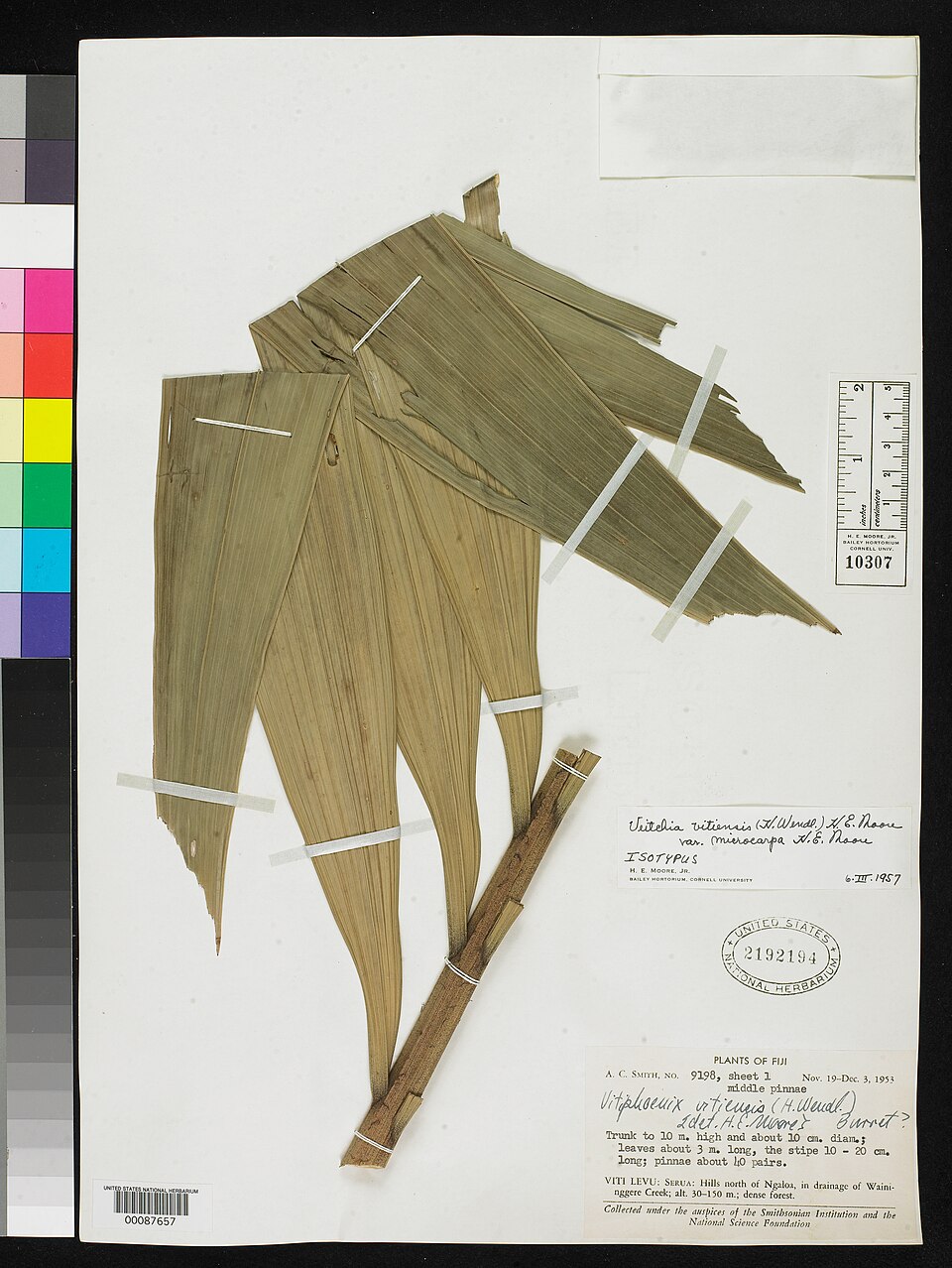 Veitchia vitiensis (Niu sakiki) — photo