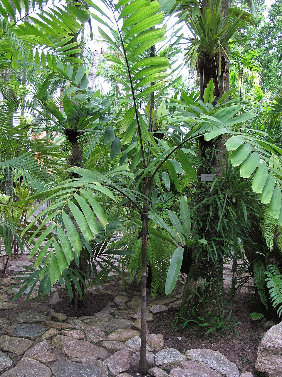 Veitchia vitiensis