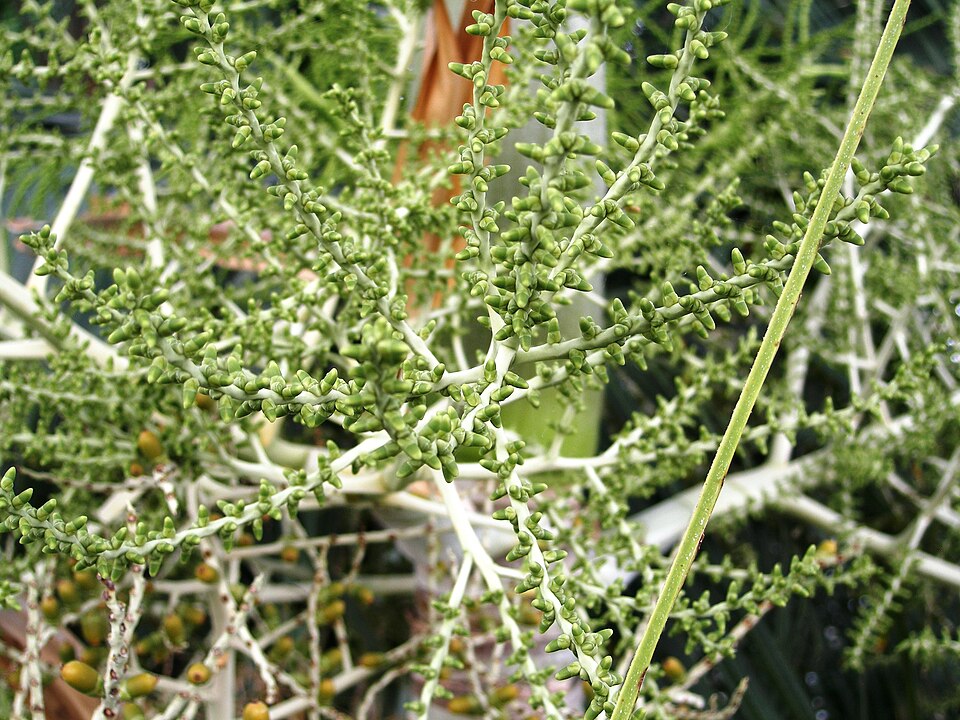 Veitchia winin — photo