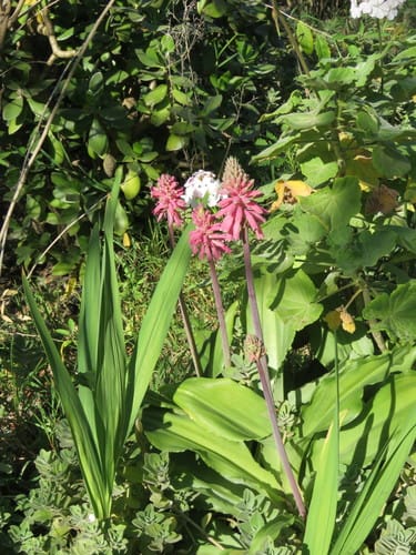 Veltheimia bracteata (Winter red-hot-poker) — photo