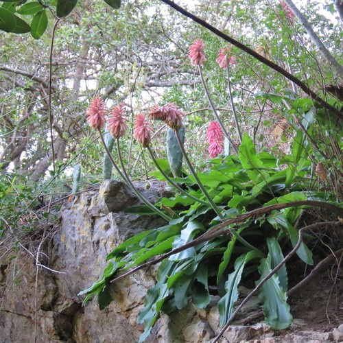 Veltheimia bracteata