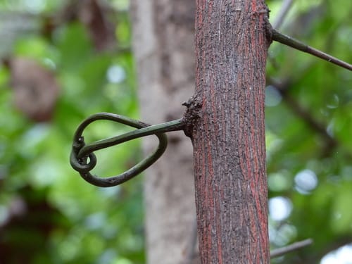 Ventilago denticulata — photo