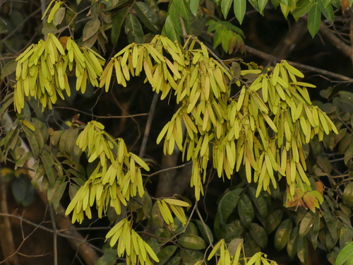 Ventilago maderaspatana (Red ventilago creeper) — photo