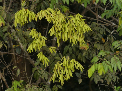 Ventilago maderaspatana