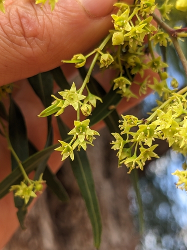 Ventilago viminalis (Supplejack) — photo