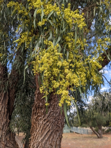 Ventilago viminalis (Supplejack) — photo