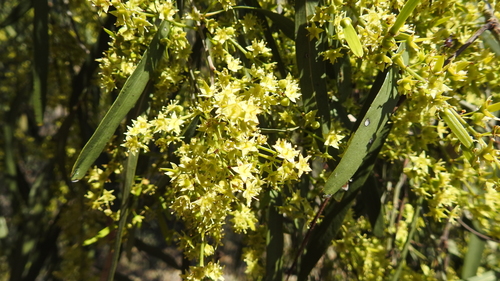 Ventilago viminalis