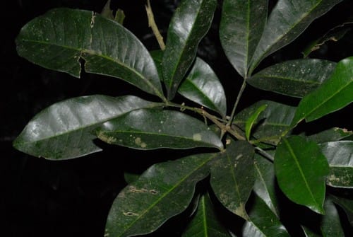 Vepris boiviniana — photo