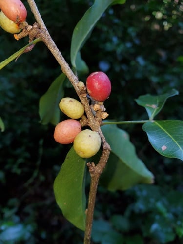 Vepris boiviniana