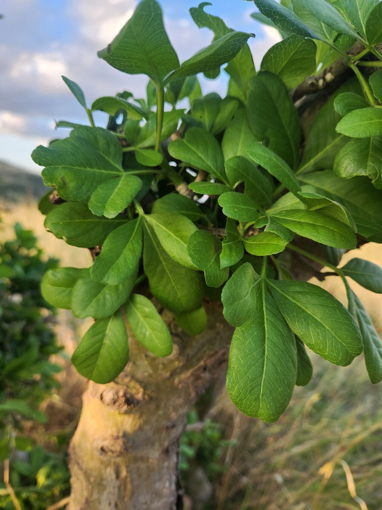 Vepris glomerata — photo