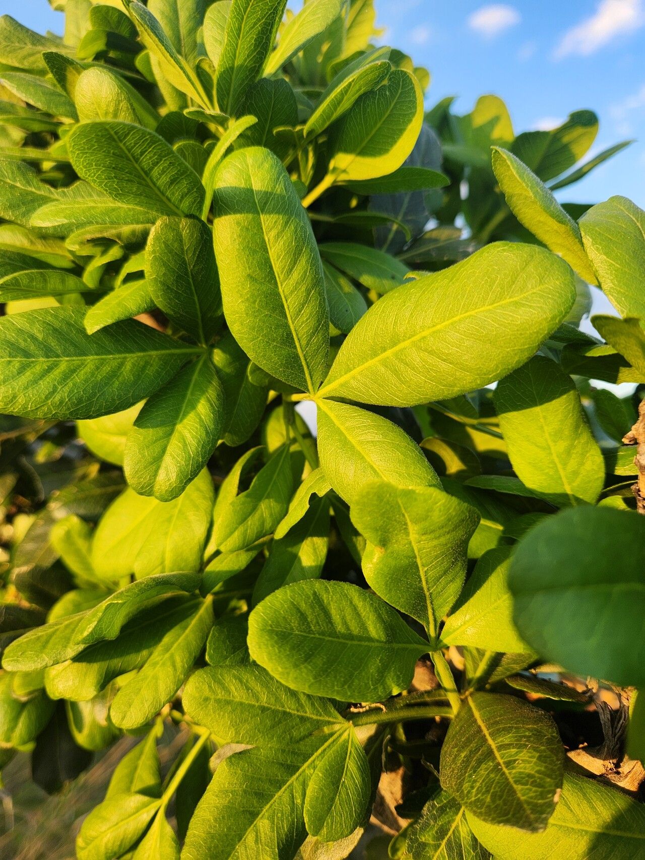 Vepris glomerata