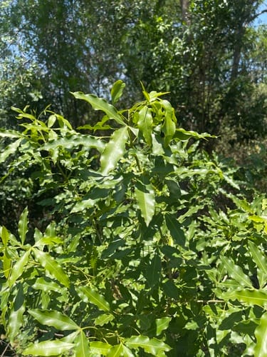 Vepris lanceolata (White ironwood) — photo