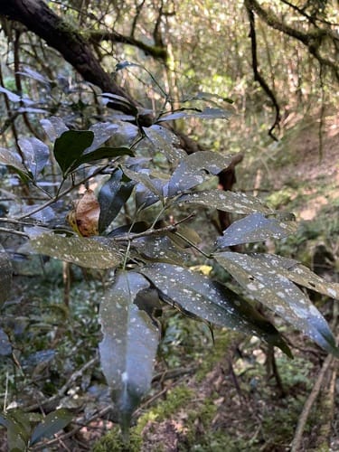 Vepris natalensis (False ironwood) — photo