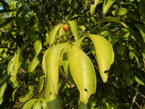 Vepris natalensis