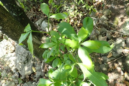 Vepris nobilis (Small-fruited teclea) — photo