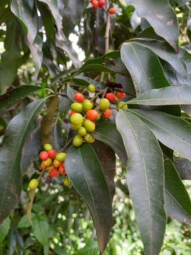 Vepris nobilis