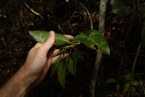 Vepris simplicifolia — photo