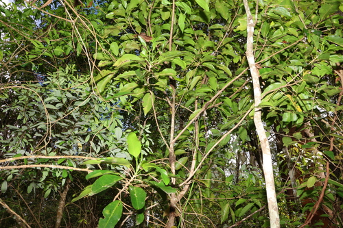 Vepris simplicifolia — photo