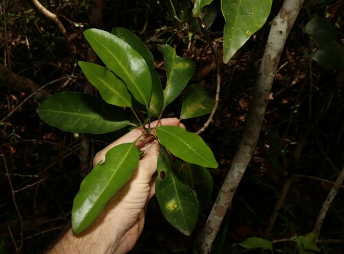 Vepris simplicifolia