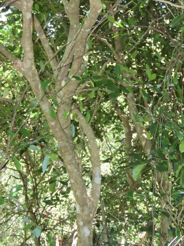 Vepris trichocarpa (Kimena) — photo