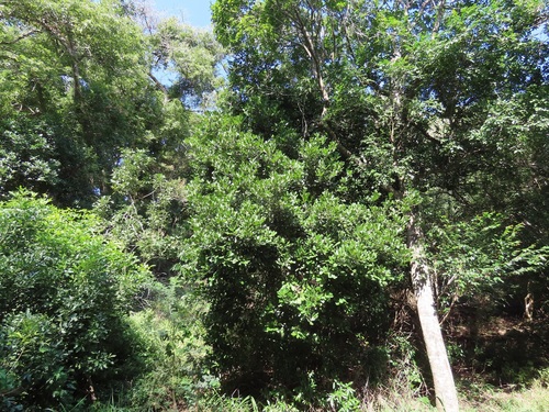 Vepris trichocarpa (Kimena) — photo