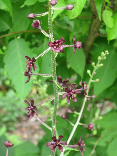 Veratrum maackii subsp. parviflorum — photo