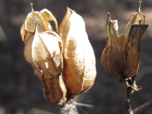 Veratrum maackii subsp. parviflorum — photo