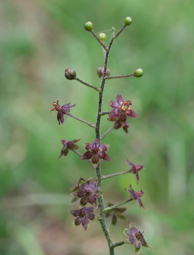 Veratrum maackii subsp. parviflorum