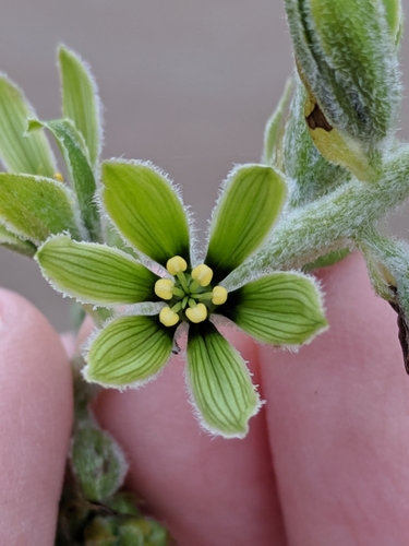 Veratrum viride (Indian poke) — photo