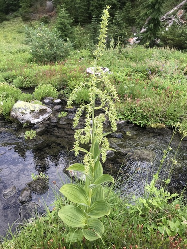 Veratrum viride (Indian poke) — photo
