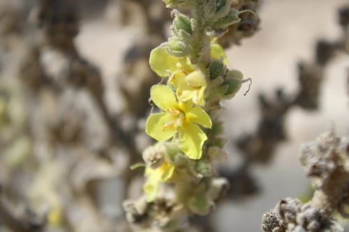 Verbascum sinaiticum — photo