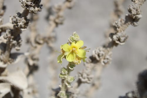 Verbascum sinaiticum — photo