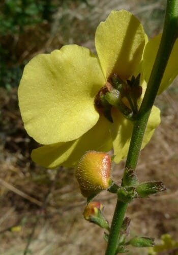 Verbascum sinuatum — photo