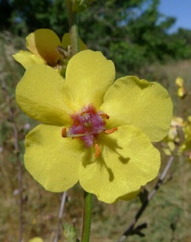 Verbascum sinuatum — photo