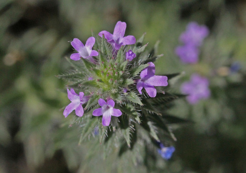 Verbena bracteata