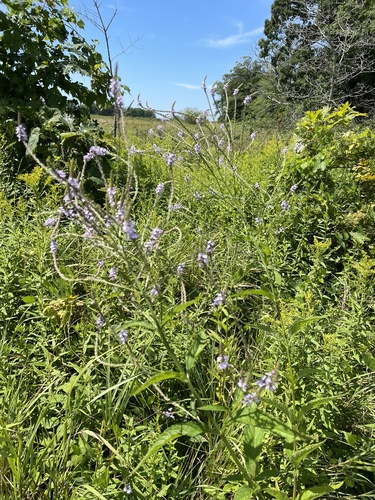 Verbena hastata (Swamp verbena) — photo