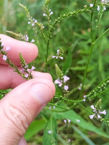 Verbena hastata (Swamp verbena) — photo