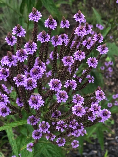 Verbena hastata