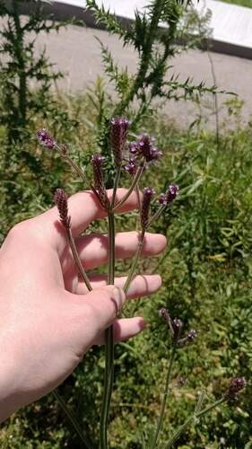 Verbena hispida — photo