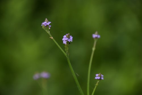 Verbena litoralis — photo