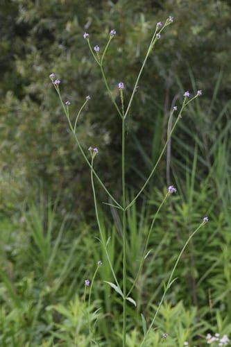 Verbena litoralis — photo