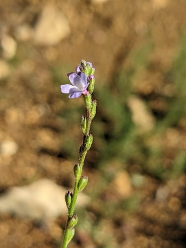 Verbena officinalis (Common Verbena) — photo